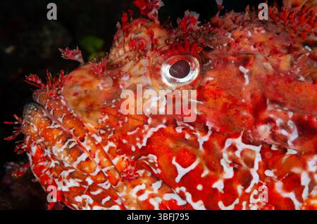 Gros plan de la tête d'un poisson scorpion à grande échelle, Scorpaena scrofa, Cadaques, Cap de Creus, Catalogne, Espagne Banque D'Images