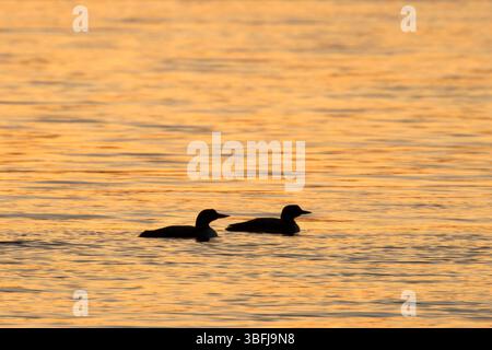 Plongeon noir (Gavia immer), zone de gestion de la faune de Warm Springs Ponds, Montana Banque D'Images