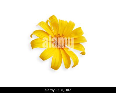 belle gerbera jaune fleuri, fleur jaune marguerite isolée sur fond blanc avec chemin de découpage Banque D'Images