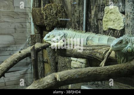 Deux iguanes verts rampent sur les branches d'un arbre dans un zoo. Drôles d'animaux étranges. Banque D'Images