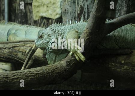 Deux iguanes verts rampent sur les branches d'un arbre dans un zoo. Animaux drôles. Banque D'Images