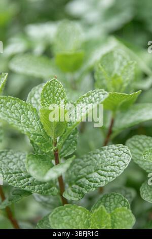 Gros plan les feuilles de menthe verte poussant dans le potager d'été Banque D'Images