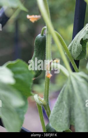 Gros plan petit concombre poussant sur la vigne dans le jardin urbain sur le balcon Banque D'Images
