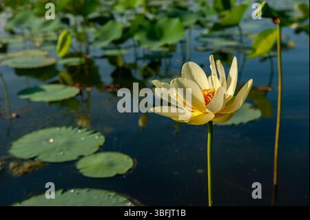 Fleur de lotus américain, Nelumbo lutea dans l'eau. Banque D'Images