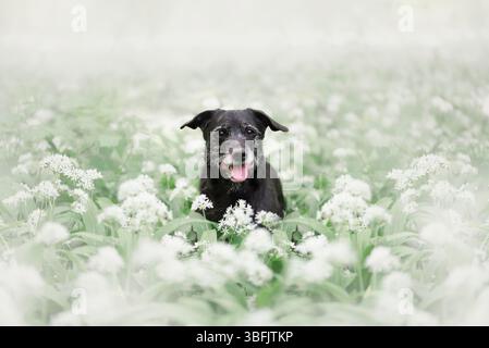 Portrait d'un chien à l'ail sauvage. Banque D'Images