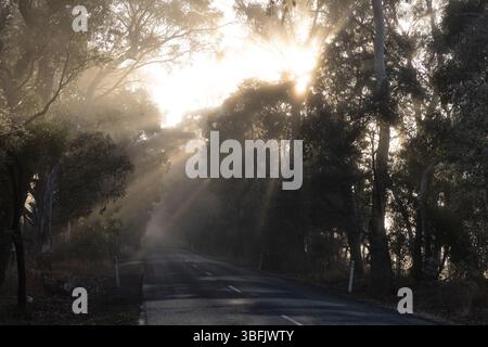 Des rayons de soleil dorés brillent à travers les arbres sur une route rurale australienne brumeuse Banque D'Images