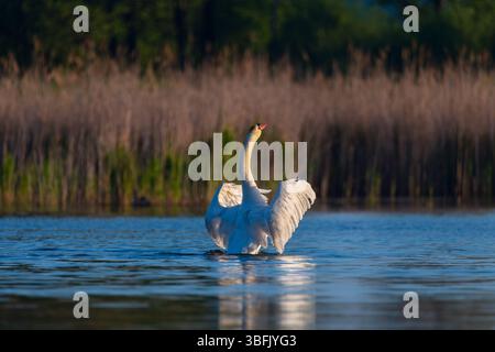 Un cygne blanc aux ailes déployées flotte gracieusement sur un étang. L'oiseau reflète l'élégance, la pureté et la tranquillité dans un cadre naturel. Banque D'Images