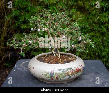 Un bonsaï Serissa fleuri dans le Musée du bonsaï du jardin botanique de Quito à Quito, Équateur. Banque D'Images