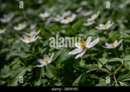Les fleurs blanches d'Anemone nemorosa fleurissent dans une forêt printanière tapissant le sol de leur beauté. La lumière du soleil filtre à travers les arbres améliorant le Banque D'Images