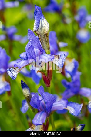 Gros plan de l'iris sibérien bleu (Iris sibirica) poussant en été dans un jardin, Écosse, Royaume-Uni Banque D'Images