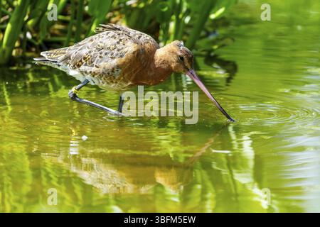 Un oiseau atteint dans l'eau avec son bec, godwit à queue noire (Limosa limosa), France, Europe Banque D'Images