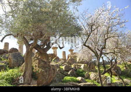 Le Temple d'Héraclès, ou Temple d'Hercule, est un temple grec de l'ancienne ville d'Akragas situé dans la vallée des temples à Agrigente. Le Banque D'Images