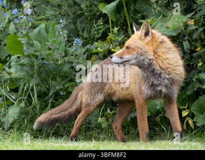 Wilde Red Fox (Vulpes vulpes) émerge du sous-bois en début de soirée, dans le Warwickshire Banque D'Images