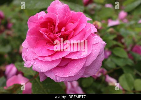 rose rose rose pleine fleur pluvieuse dans un parc Banque D'Images