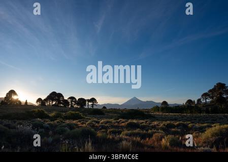 Coucher de soleil au parc national de Lanin avec arbres araucaria et volcan Lanin, patagonie, argentine Banque D'Images