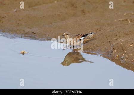Femelle commune Linnet- Linaria cannabina boit l'eau d'une flaque. Banque D'Images