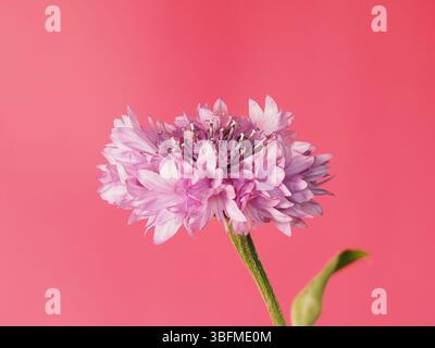 Bleuet rose en pleine floraison sur fond rose mat. Banque D'Images