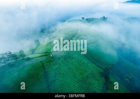 Vue aérienne du matin brumeux au-dessus de verdure luxuriante longue colline de thé Coc sur les hautes terres dans la campagne à Tan son, Phu Tho, Vietnam Banque D'Images