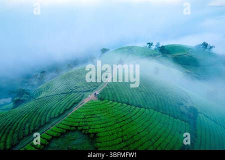 Vue aérienne du matin brumeux au-dessus de verdure luxuriante longue colline de thé Coc sur les hautes terres dans la campagne à Tan son, Phu Tho, Vietnam Banque D'Images