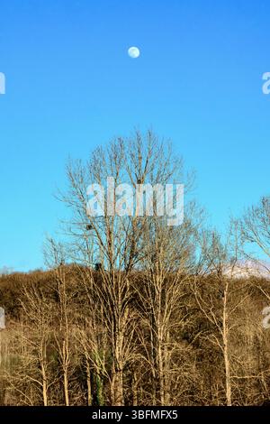Presque pleine lune dans un ciel bleu clair au-dessus d'arbres sans feuilles en hiver - centre de la France. Banque D'Images