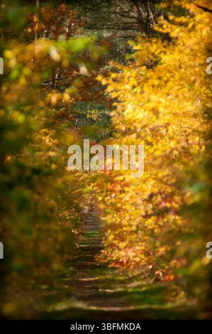 Sentier forestier d'automne - Un sentier calme, couvert de feuilles serpentant à travers les bois dorés d'automne. Une embrassement pacifique de la transition de la forêt. Banque D'Images