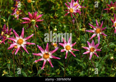 Un amas vibrant de fleurs de dahlia en forme d'étoile rose et blanche avec des centres jaunes. Banque D'Images