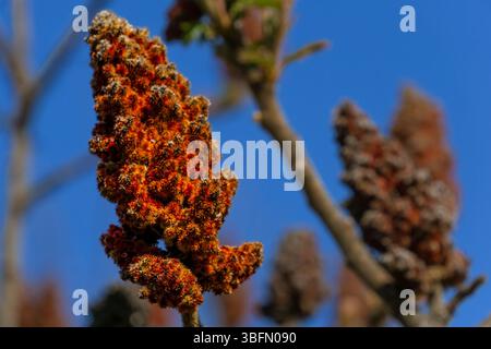 Vue rapprochée de la fleur conique rouge de la plante de corne de cerf sumac contre un ciel bleu clair Banque D'Images