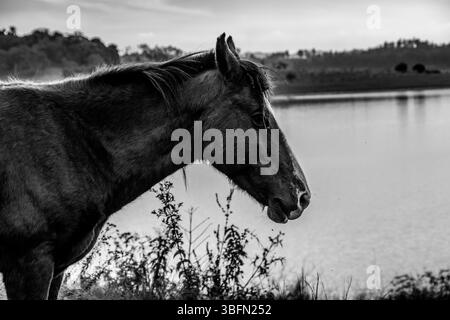 Capture en noir et blanc d'un groupe de chevaux qui paissent dans une prairie de fleurs sauvages avec des collines boisées en arrière-plan, créant un paysage rural serein. Banque D'Images