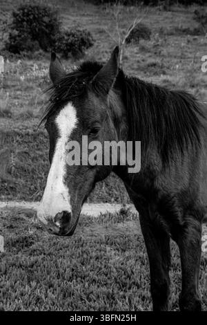 Capture en noir et blanc d'un groupe de chevaux qui paissent dans une prairie de fleurs sauvages avec des collines boisées en arrière-plan, créant un paysage rural serein. Banque D'Images