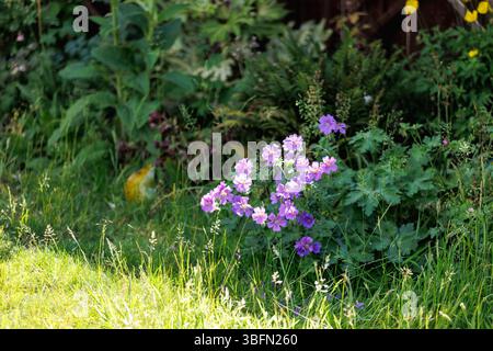 Une pelouse envahie dans un jardin britannique pendant le mois de mai (No Mow May) créant des habitats pour les insectes et permettant aux mauvaises herbes / plantes sauvages de pousser. Banque D'Images