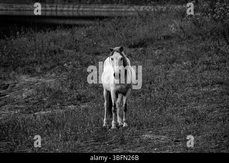 Capture en noir et blanc d'un groupe de chevaux qui paissent dans une prairie de fleurs sauvages avec des collines boisées en arrière-plan, créant un paysage rural serein. Banque D'Images