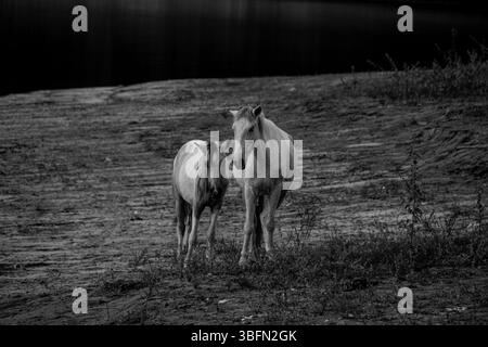 Capture en noir et blanc d'un groupe de chevaux qui paissent dans une prairie de fleurs sauvages avec des collines boisées en arrière-plan, créant un paysage rural serein. Banque D'Images