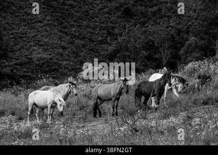 Capture en noir et blanc d'un groupe de chevaux qui paissent dans une prairie de fleurs sauvages avec des collines boisées en arrière-plan, créant un paysage rural serein. Banque D'Images