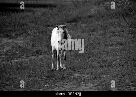 Capture en noir et blanc d'un groupe de chevaux qui paissent dans une prairie de fleurs sauvages avec des collines boisées en arrière-plan, créant un paysage rural serein. Banque D'Images