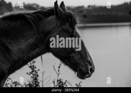 Capture en noir et blanc d'un groupe de chevaux qui paissent dans une prairie de fleurs sauvages avec des collines boisées en arrière-plan, créant un paysage rural serein. Banque D'Images