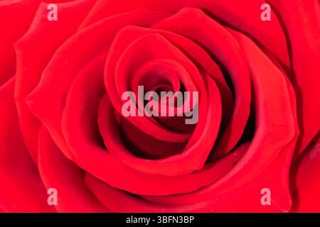 Une photo macro présente les détails complexes d'une rose cramoisie. Les pétales sont doux et veloutés, se déployant autour du noyau étroitement enroulé de la fleur, la forme Banque D'Images