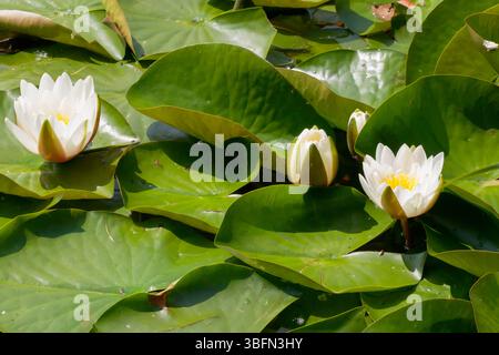 Trois nénuphars, deux en fleurs et un en bourgeons, sont assis parmi de nombreuses nénuphars verts vibrants par une journée ensoleillée dans un étang. Les fleurs présentent un jaune vif Banque D'Images