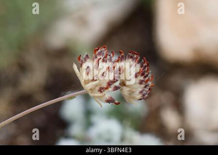 Fleur vulnéraire (Anthyllis Vulneraria) avec empilement de foyer, Alcoy, Espagne Banque D'Images