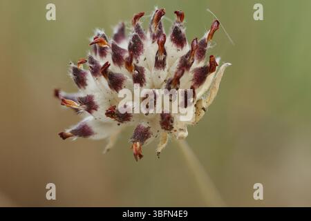 Fleur vulnéraire (Anthyllis Vulneraria) avec empilement de foyer, Alcoy, Espagne Banque D'Images