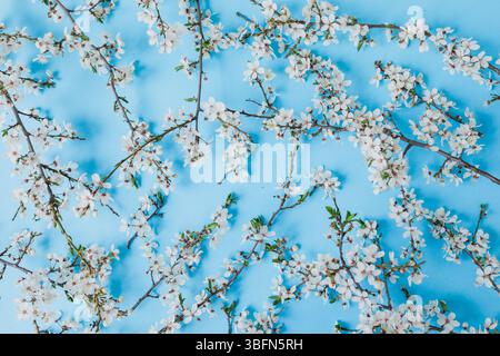 Fleurs de printemps sur branches sur bleu. Plat, vue de dessus. Fond de fleurs blanches. Banque D'Images