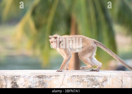 Singe rhésus courant sur un mur, macaque barbaresque, faune et environnement urbain en Inde, jungle et forêt tropicale animale dans la ville Banque D'Images