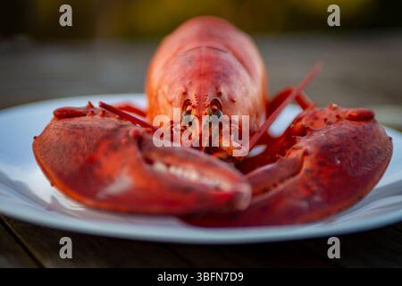 Homard frais bouilli orienté vers l'avant prêt à manger Banque D'Images