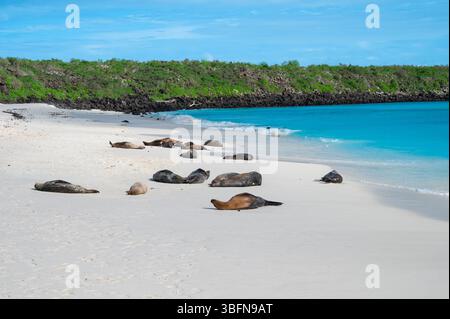 Gardner Bay avec des otaries sur la plage, île d'Espanola, parc national des Galapagos Banque D'Images
