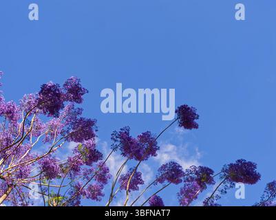 Fleurs de jacaranda violettes vibrantes fleurissant sur les branches d'arbres contre un ciel bleu clair avec des nuages tortueux Banque D'Images