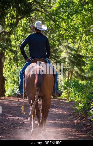 Santaquin, Utah – 2 juin 2025 : un cow-boy monte à cheval le long d’un sentier forestier ombragé dans le canyon Santaquin, Utah. Banque D'Images
