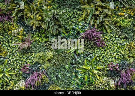 Mur vert vertical coloré avec des plantes mélangées. Jardin vertical luxuriant avec divers feuillages vert, violet et jaune disposés dans un cadre vibrant et texturé Banque D'Images