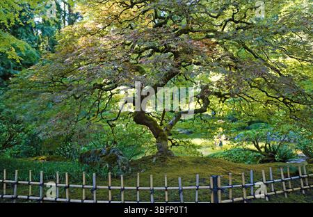 La clôture et l'arbre - Portland Japanese Garden, Oregon Banque D'Images