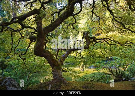 La silhouette de l'érable - Portland Japanese Garden, Oregon Banque D'Images