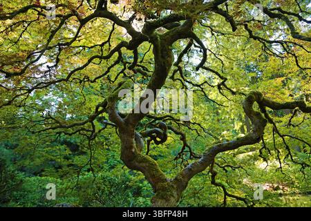 Bel arbre torsadé - Portland Japanese Garden, Oregon Banque D'Images