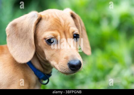 Chiot Teckel miniature jouant dans l'herbe Banque D'Images